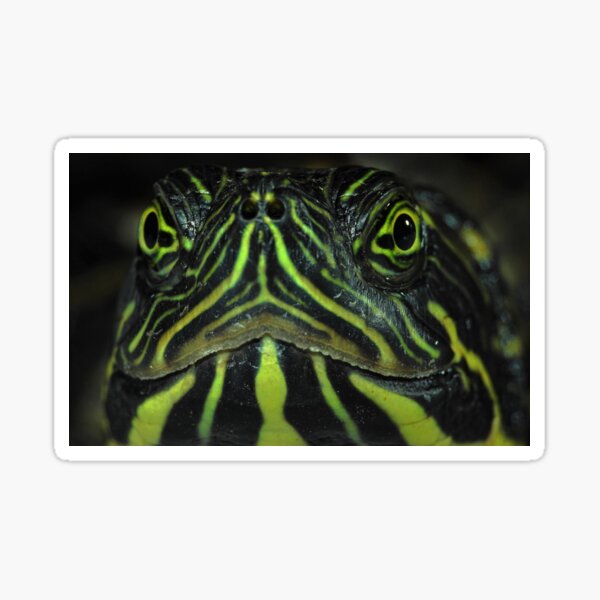 Cooter Turtle Merch & Gifts for Sale | Redbubble