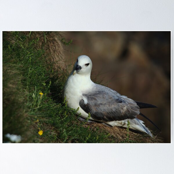 Item preview, Fulmar Nesting on Cliff designed and sold by Adrian Wale.