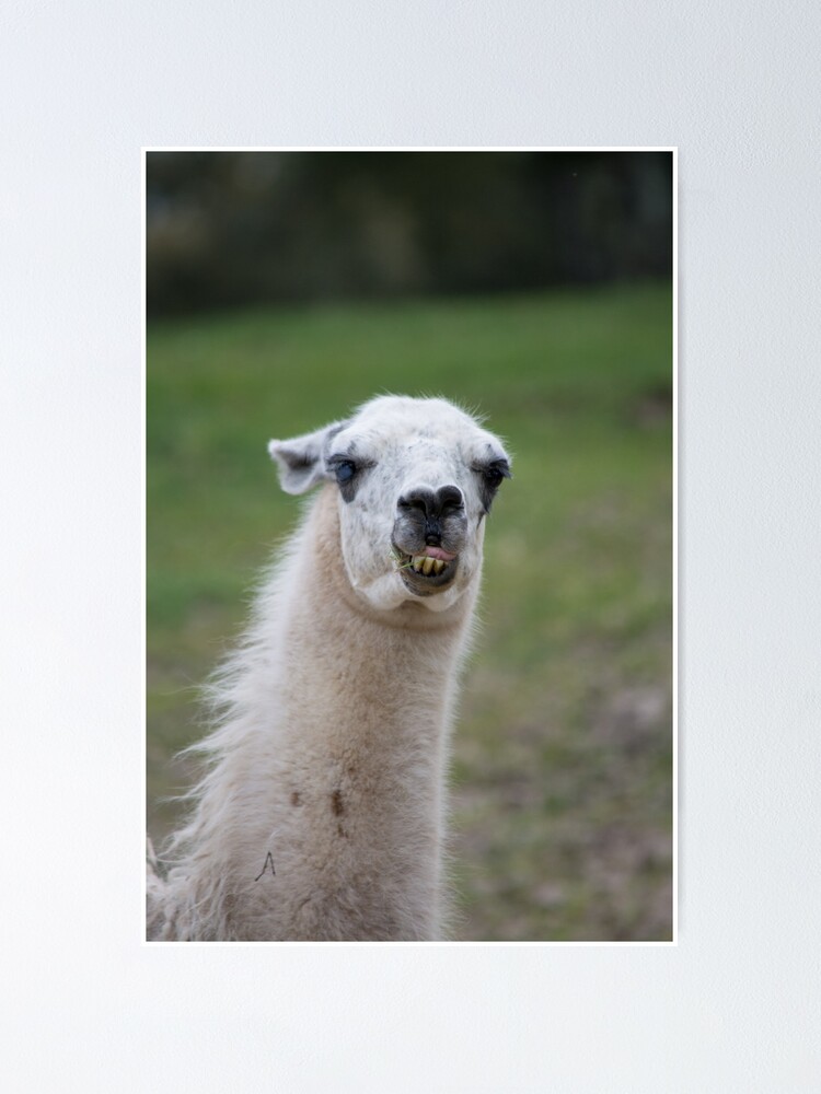 Poster Lama Drole Par Artbysteph Redbubble