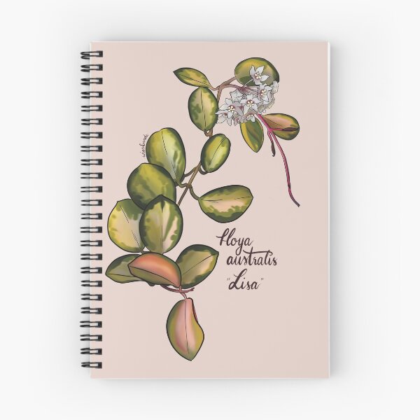 Artikelvorschau, Hoya australis Lisa in Blüte entworfen und verkauft von Wieskunde.
