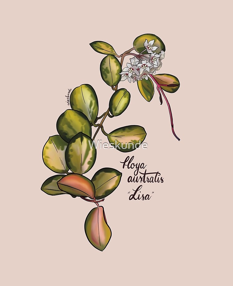 Hoya australis Lisa in bloom" iPad Case & Skin for Sale by Wieskunde | Redbubble