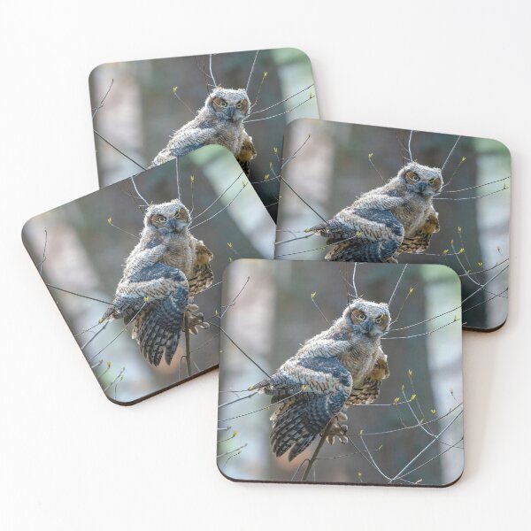 Item preview, Great Horned Owlet Learning to Fly designed and sold by Kevin Komiega.
