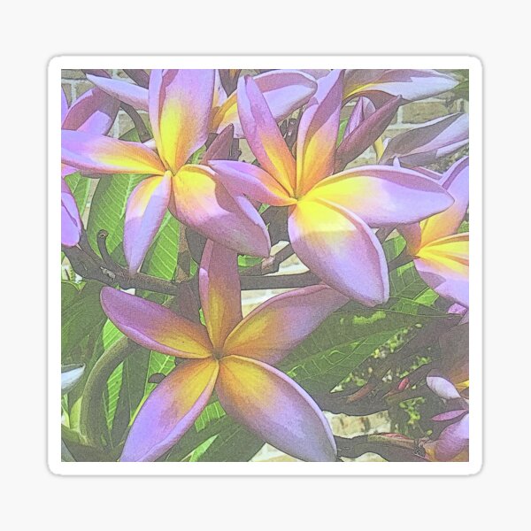 Item preview, PURPLE FRANGIPANI  designed and sold by Opalbluerose.