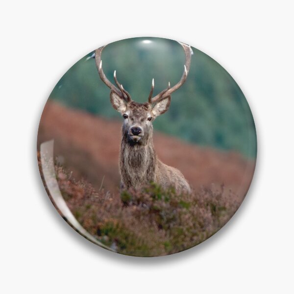 Item preview, Royal Stag designed and sold by Macrae images.