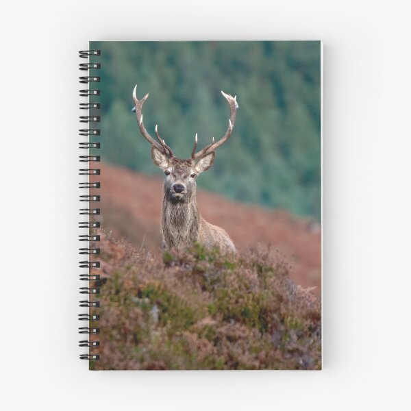 Item preview, Royal Stag designed and sold by Macrae images.