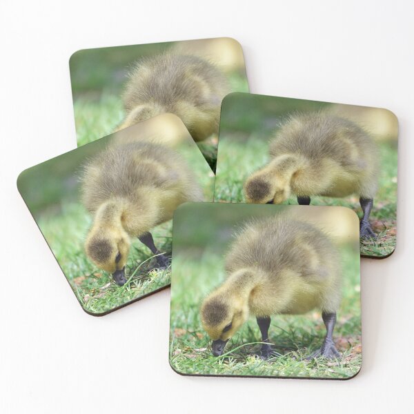 Item preview, Canada Gosling in the Sunshine designed and sold by ClaireChown.