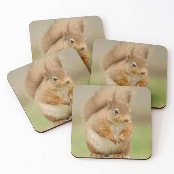 Item preview, Red Squirrel designed and sold by Macrae images.