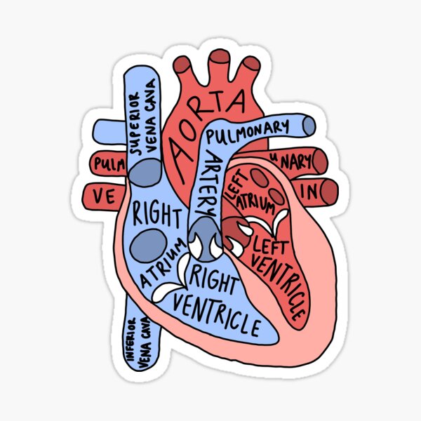 Labeled Anatomical Heart Sticker