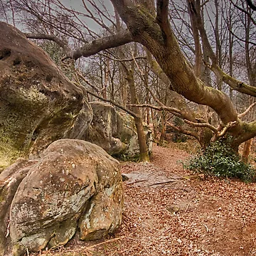 Artwork thumbnail, Trees and Rocks by Dave Godden