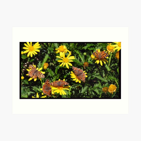 A kaleidoscope of Butterflies Art Print