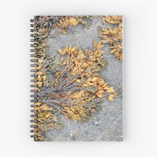 Item preview, Fucus Vesiculosus or Bladder Wrack Seaweed designed and sold by Kat Simmons.