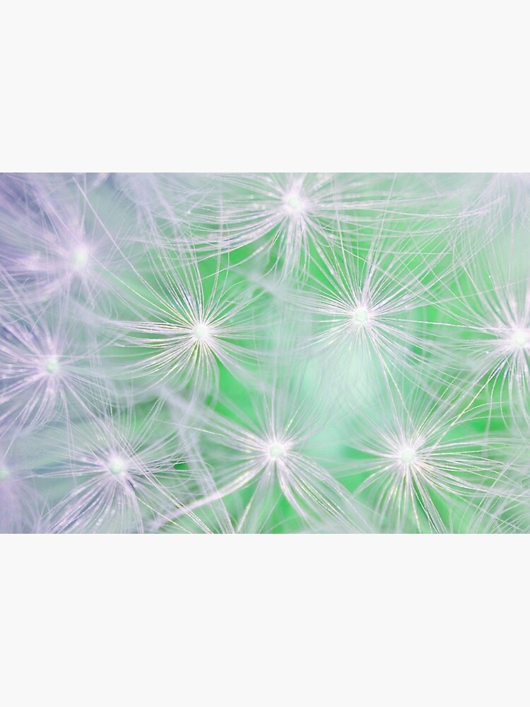 Dandelion abstract by Risingphx