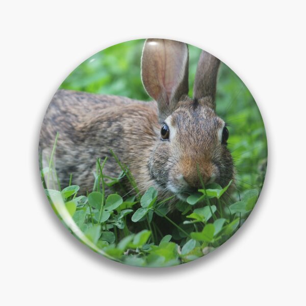 Item preview, Eastern Cottontail Eating Clover designed and sold by LisaNaturePhoto.