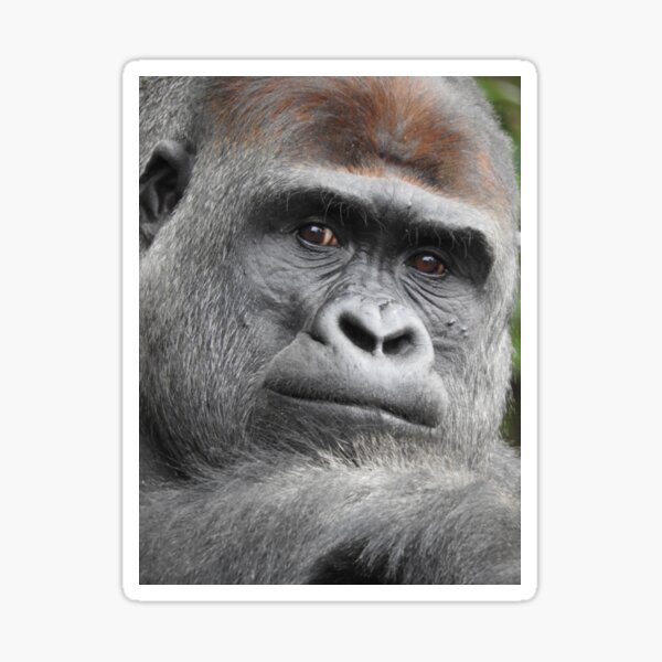 Gorilla Sticker