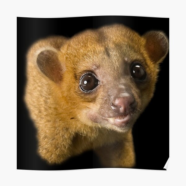 Kinkajou Poster