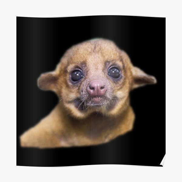 Kinkajou Poster