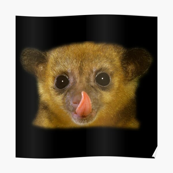 Kinkajou Poster