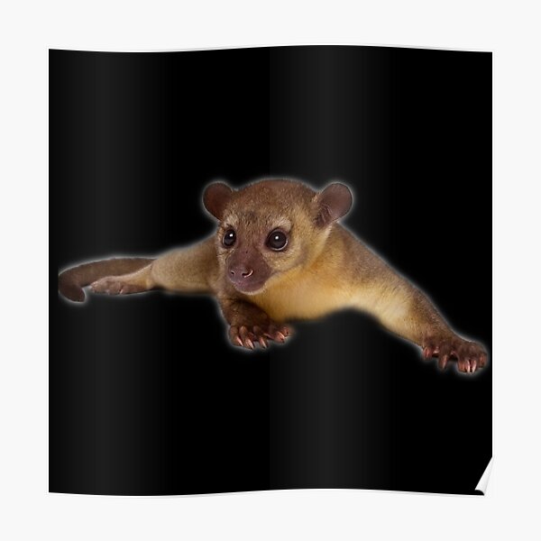 Kinkajou Poster