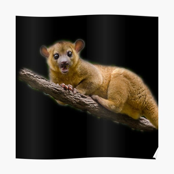Kinkajou Poster