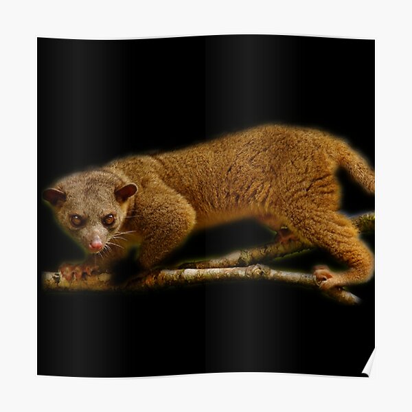 Kinkajou Poster