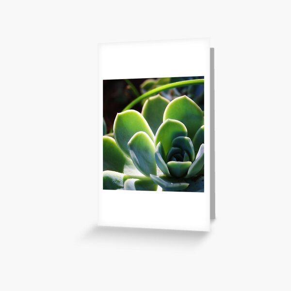 Succulent in sunlight Greeting Card