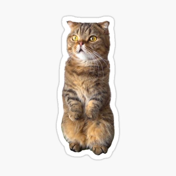 Cat Stickers - Loulou from Scattered Cats – How To Cat Well