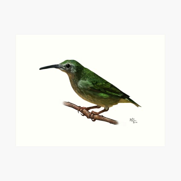 Green Bird Art Print