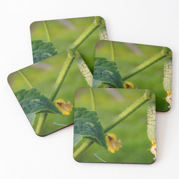 Item preview, Banner of a small gherkin on the vine designed and sold by Mahirov Shop.