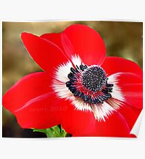 Sweet Serenity, Red Anemone Poster