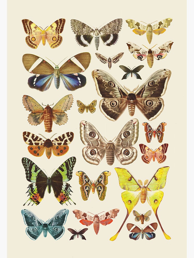 Collection by ZekeTucker