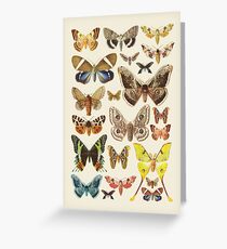 Collection Greeting Card