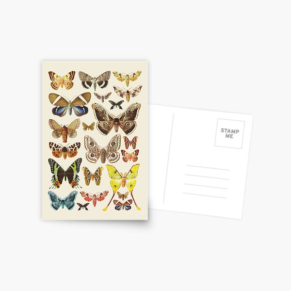 Butterfly Postcards for Sale