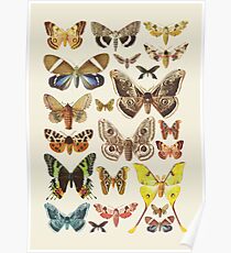 Collection Poster