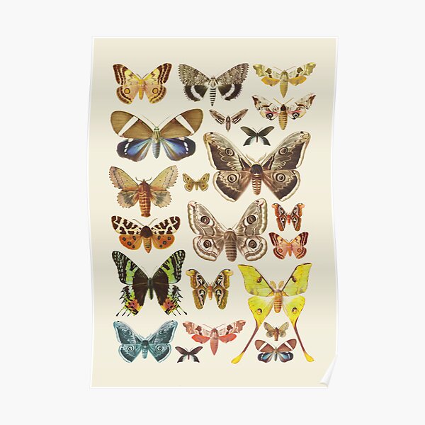 Collection Poster