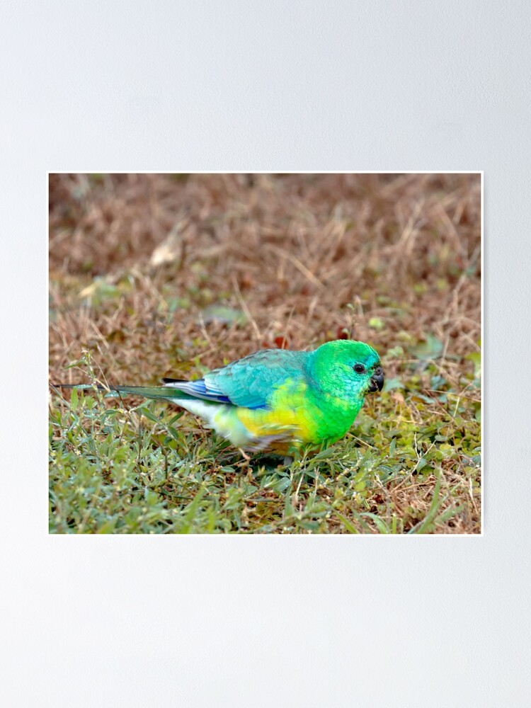 Red Rumped Parrot