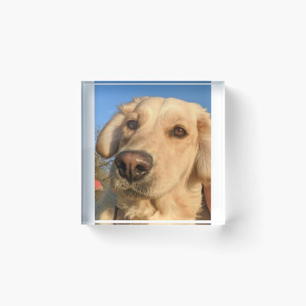 Artikelvorschau, Golden Retriever entworfen und verkauft von Fluffycat2020.