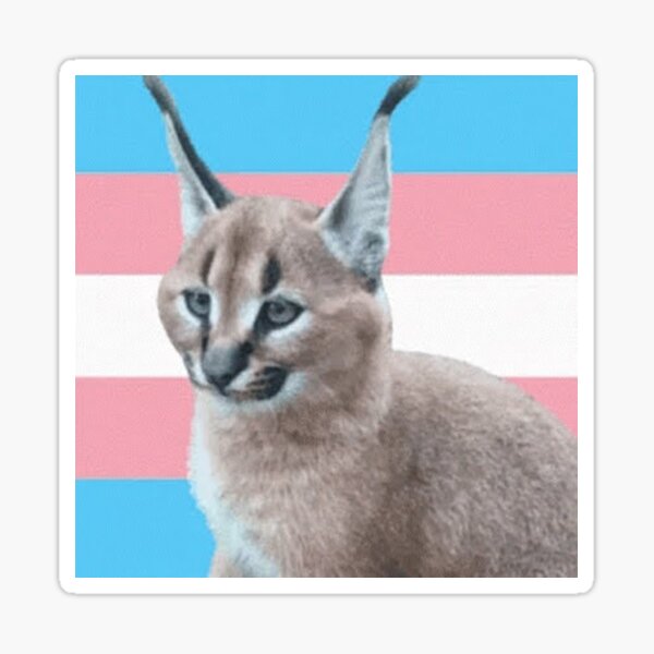 Albania Floppa Gosha Caracal GIF