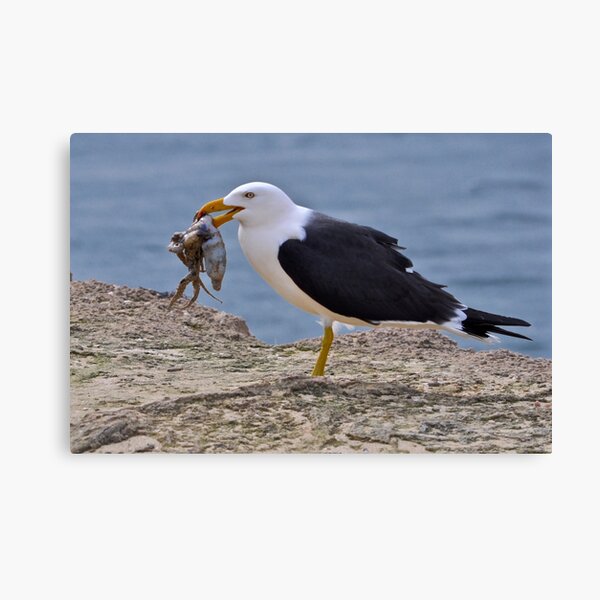 Catch of the day Canvas Print