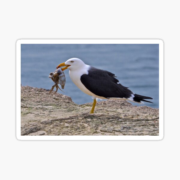 Catch of the day Sticker