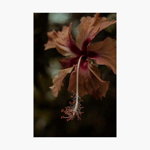 Hibiscus Rosa Sinensis Wall Art for Sale | Redbubble