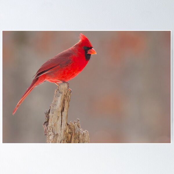 Item preview, Colorful Cardinal designed and sold by NatureGreeting Cards ©ccwri.