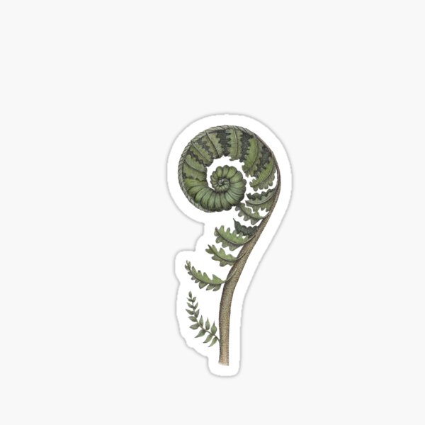 Delicate fiddlehead fern Sticker