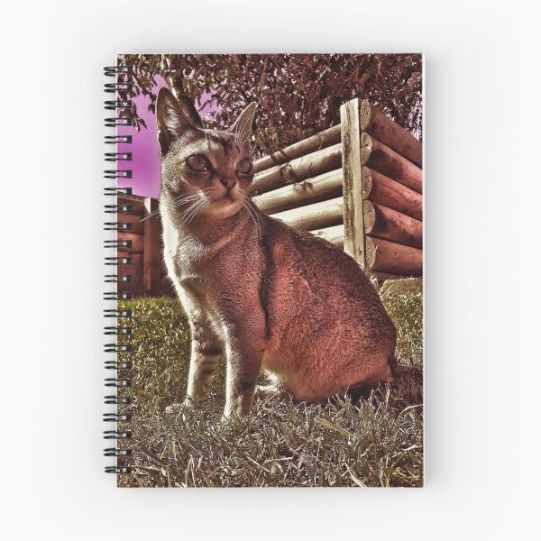 Item preview, Speedball under pink skies designed and sold by Cat-yawns.