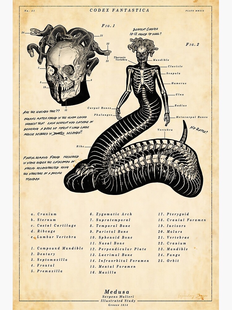 Medusa's Depictions Through History - COOL HUNTING®