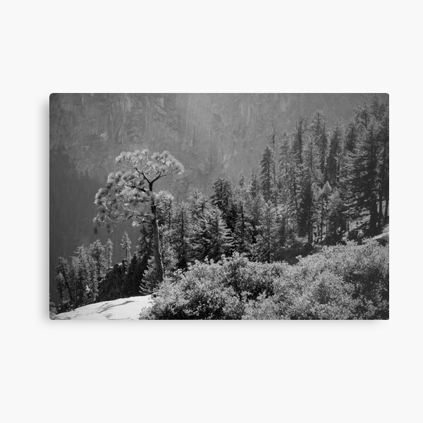 Yosemite National Park Metal Print
