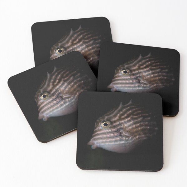 Item preview, Boxfish designed and sold by pacom.