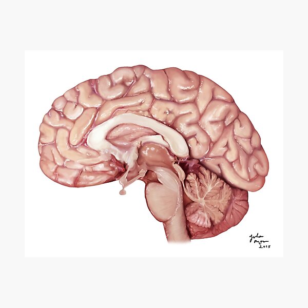Human Brain Photographic Print