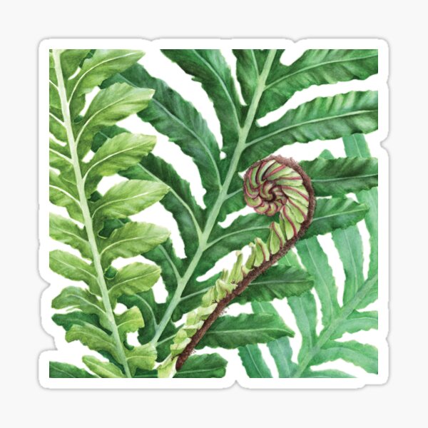 Watercolour fern Sticker
