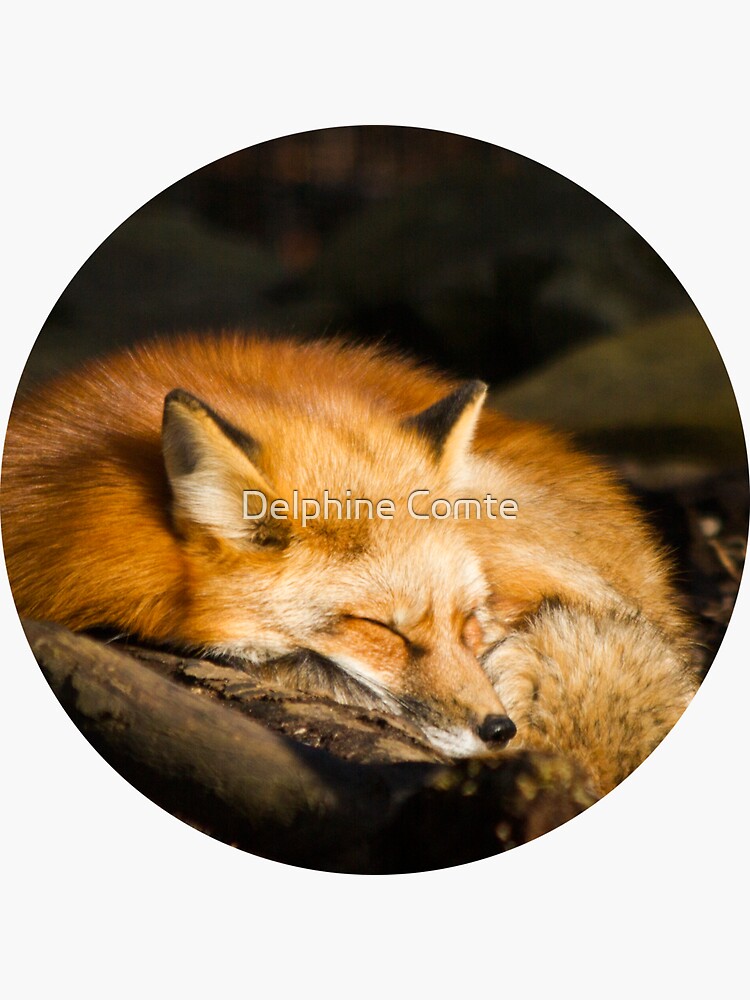 Renard Roux Stickers Redbubble Renard Roux Stickers Redbubble