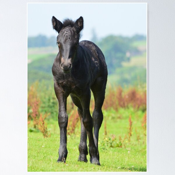 Item preview, Nero the Foal designed and sold by PhilTheFell.
